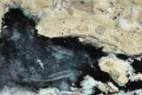 Polished Petrified Chrysocolla Wood Slab - Indonesia #189105-1